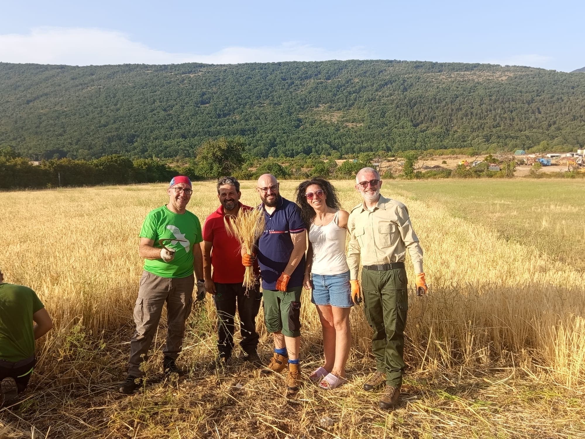 Raccolta delle spighe di grano